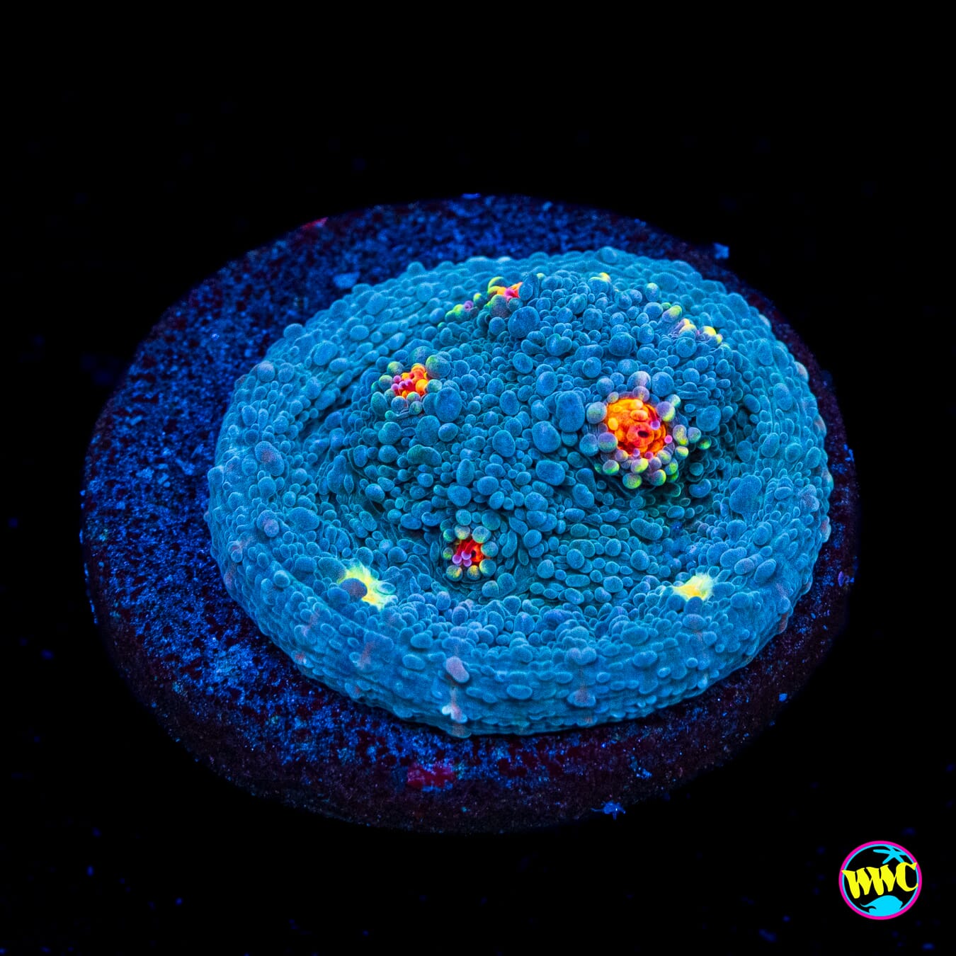 Miami Hurricane Chalice - Actinic Photo