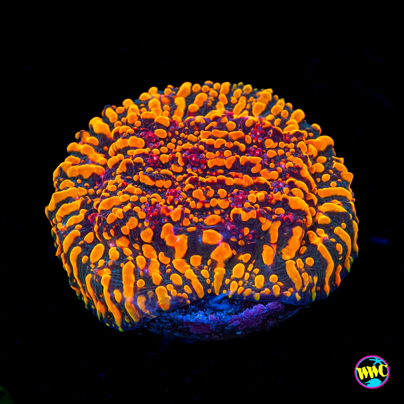 CC Cloudberries Chalice - Actinic Photo