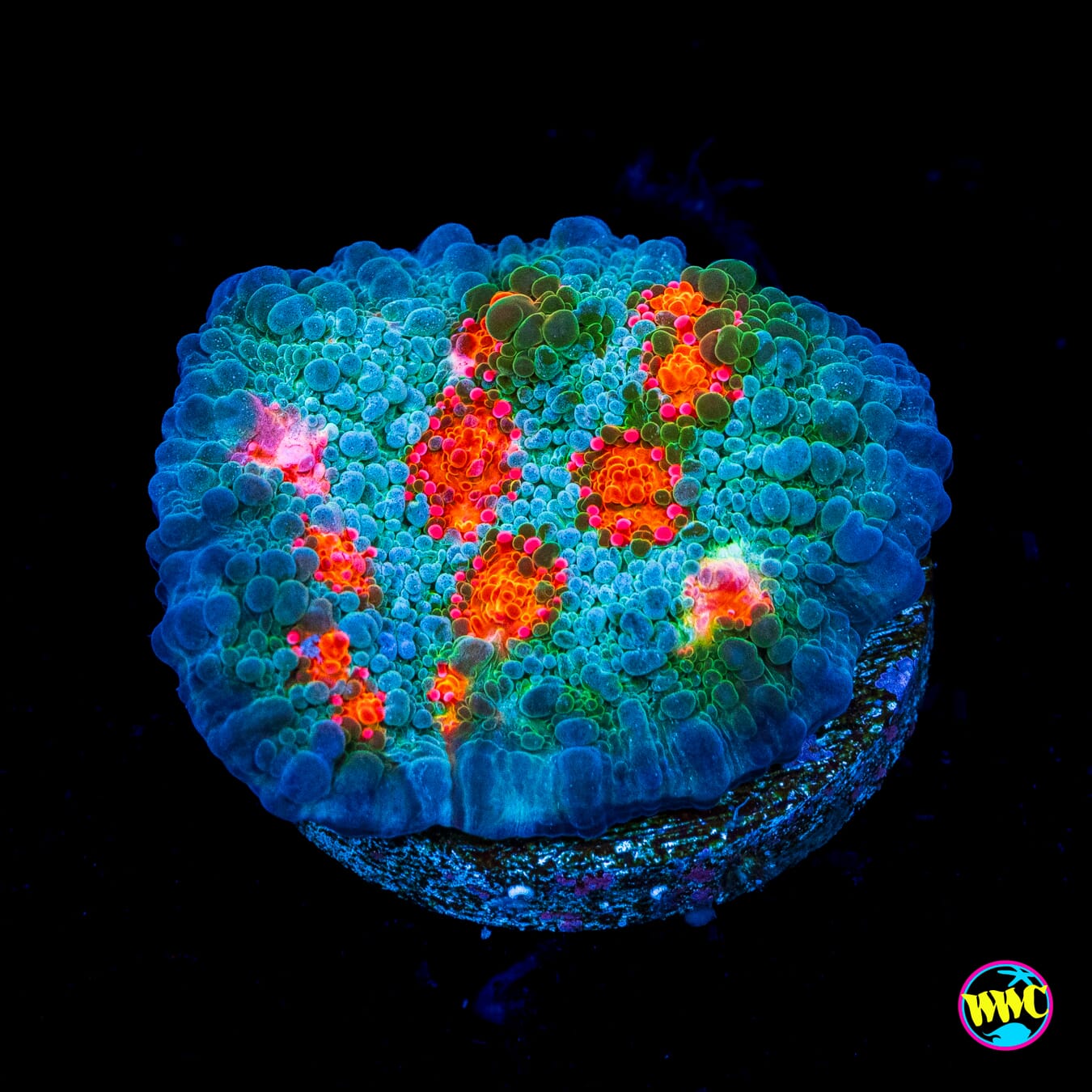 WWC Boogie Man Chalice - Actinic Photo