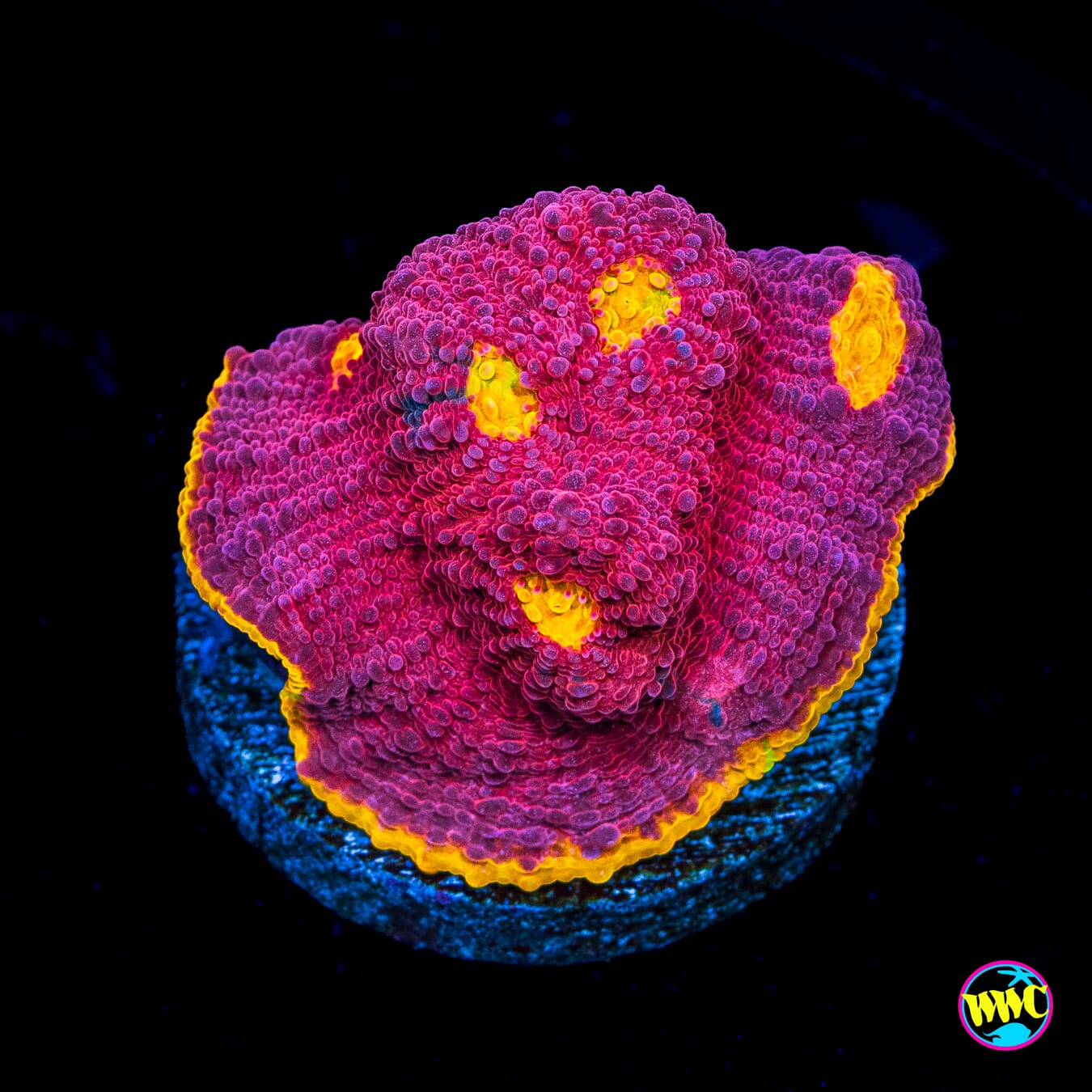 WWC Banana Boom Chalice - Actinic Photo