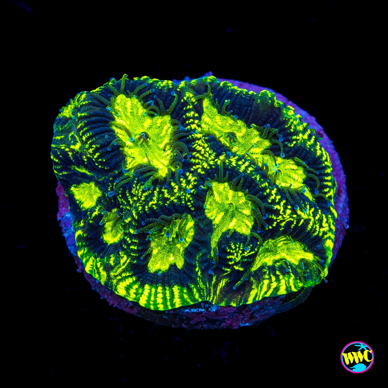 WWC Radioactive Platygyra - Actinic Photo