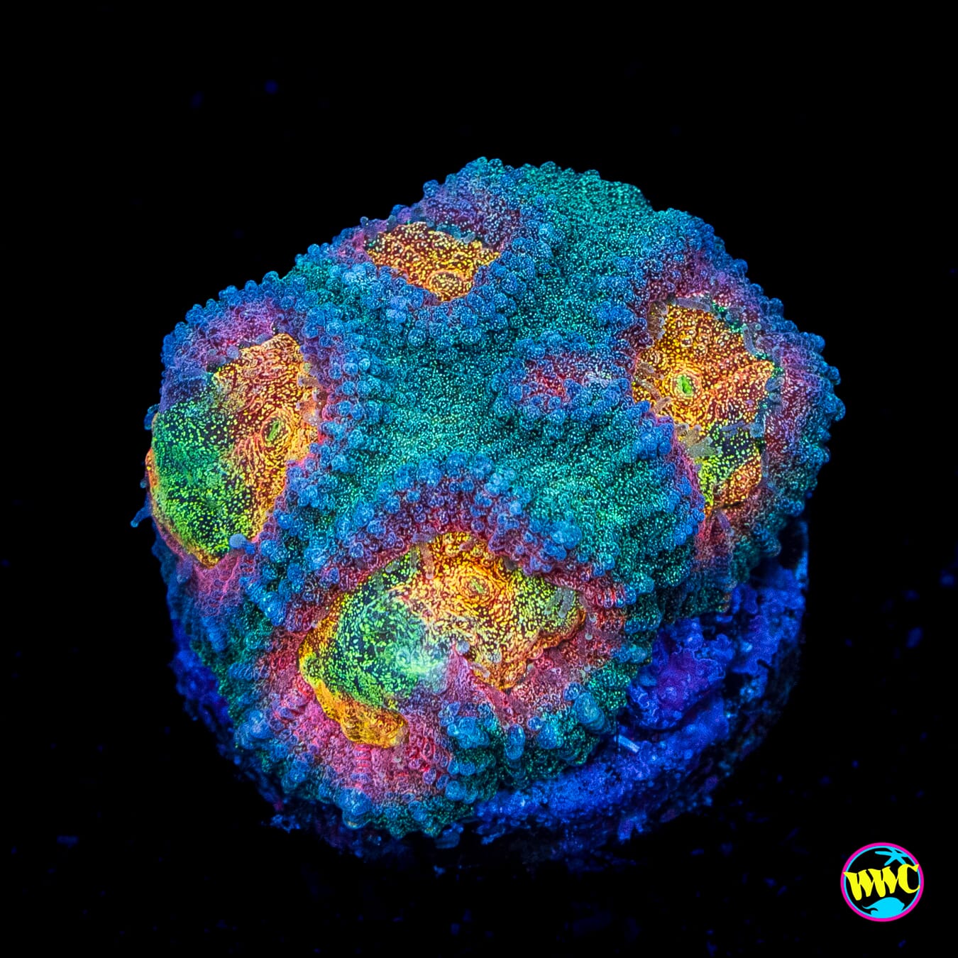 CB Angel Eye Favia - Actinic Photo