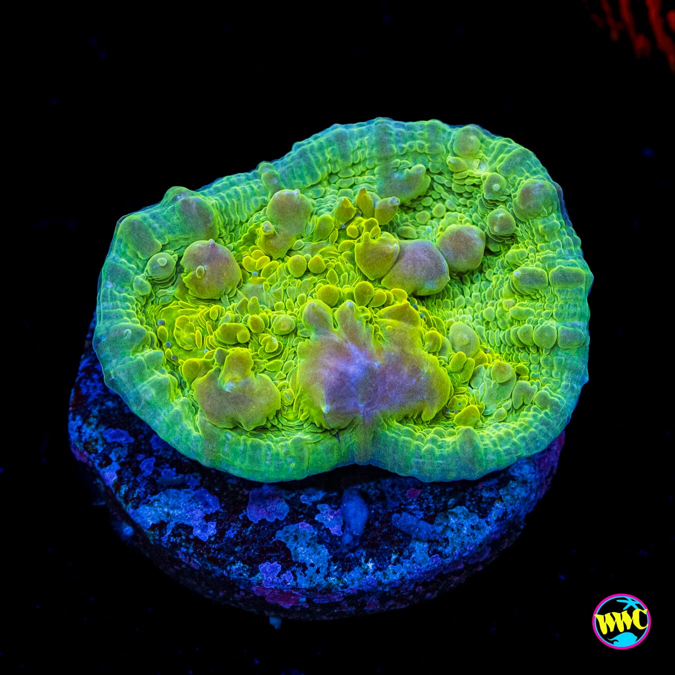 WWC Cosmic Candy Bounce Chalice - Actinic Photo