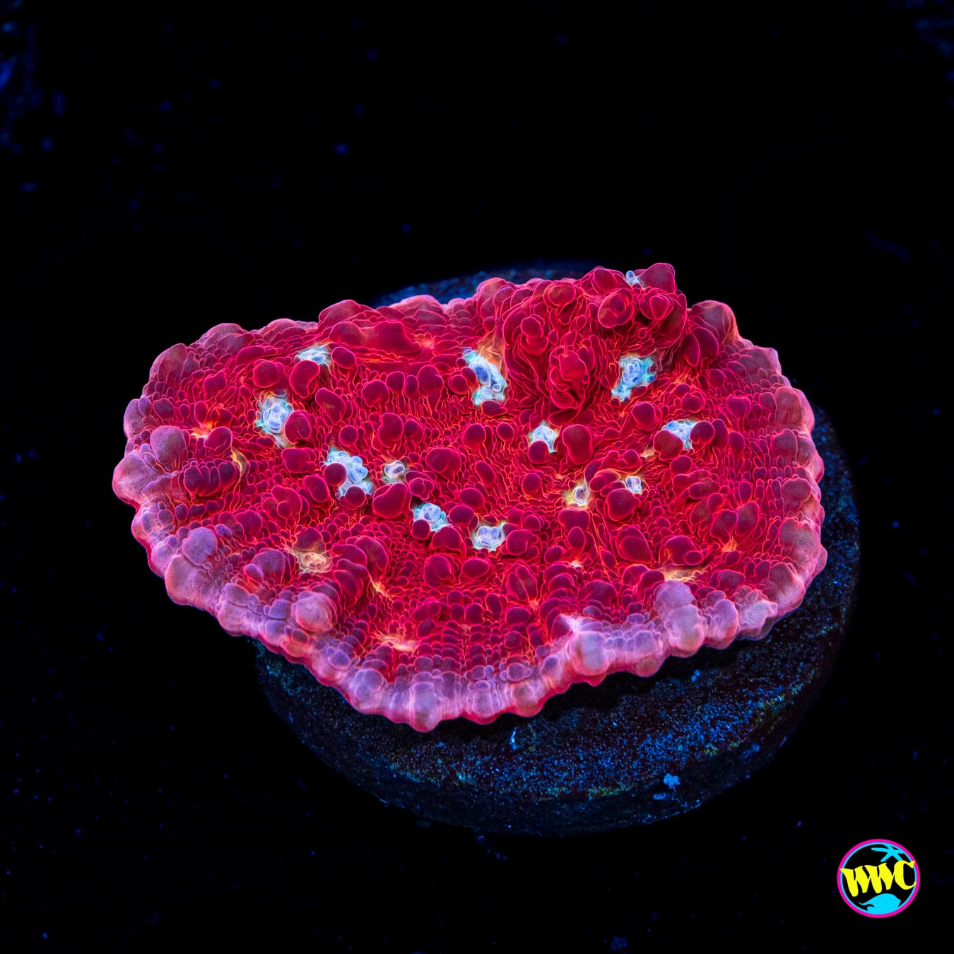 WWC Scarlet Ninja Chalice - Actinic Photo