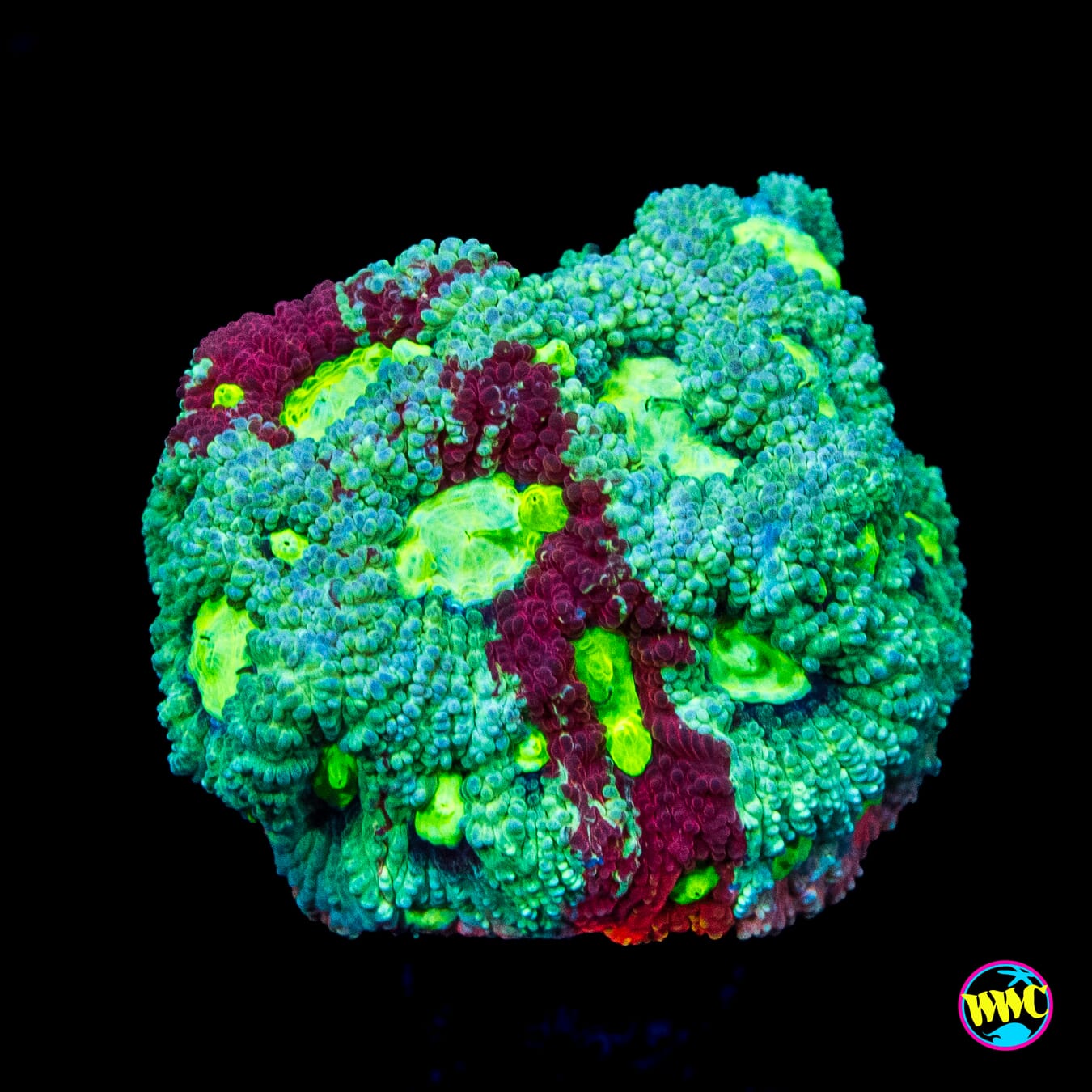 WWC Red Rim Favites - Actinic Photo