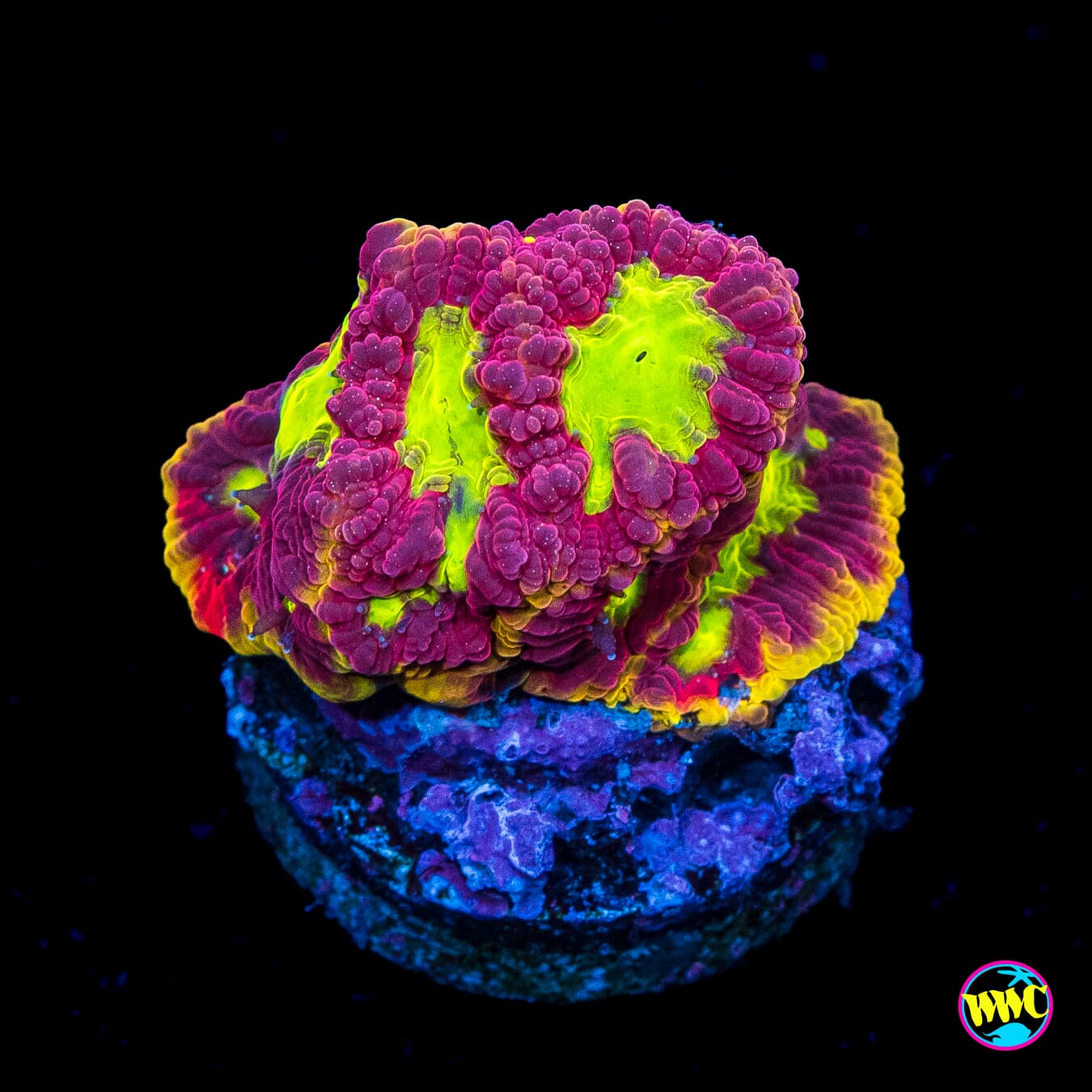 WWC Blood Diamond Favites - Actinic Photo