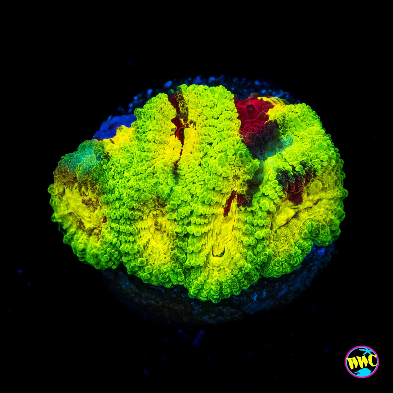 WWC Acid Venom Favia - Actinic Photo