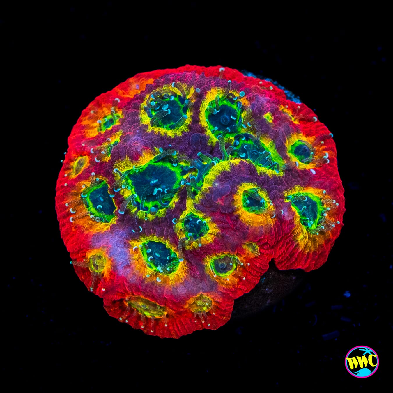 Jason Fox Sector 001 Favites - Actinic Photo