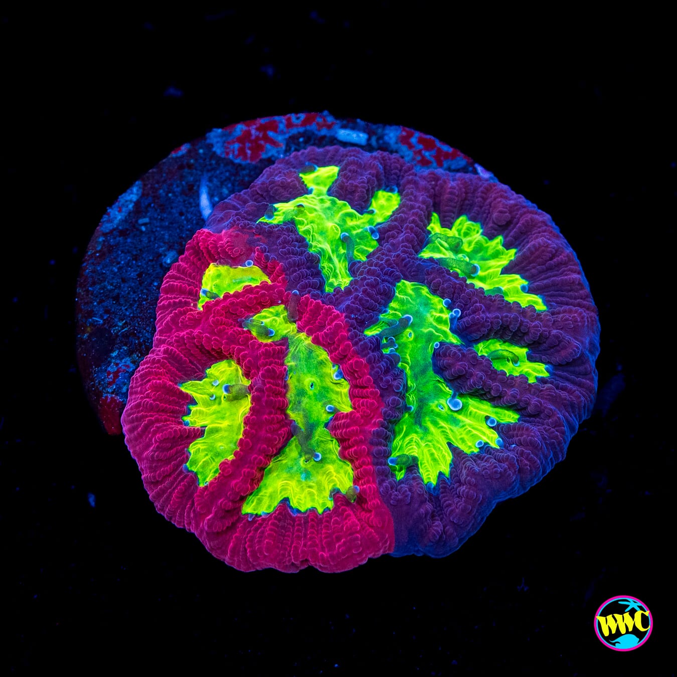 Tyree Grafted Big Mouth Favites - Actinic Photo