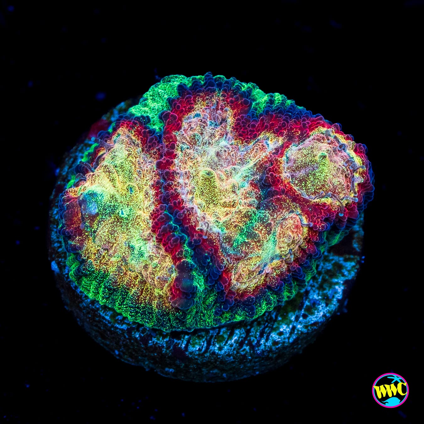 WWC Gold Dust Favia - Actinic Photo