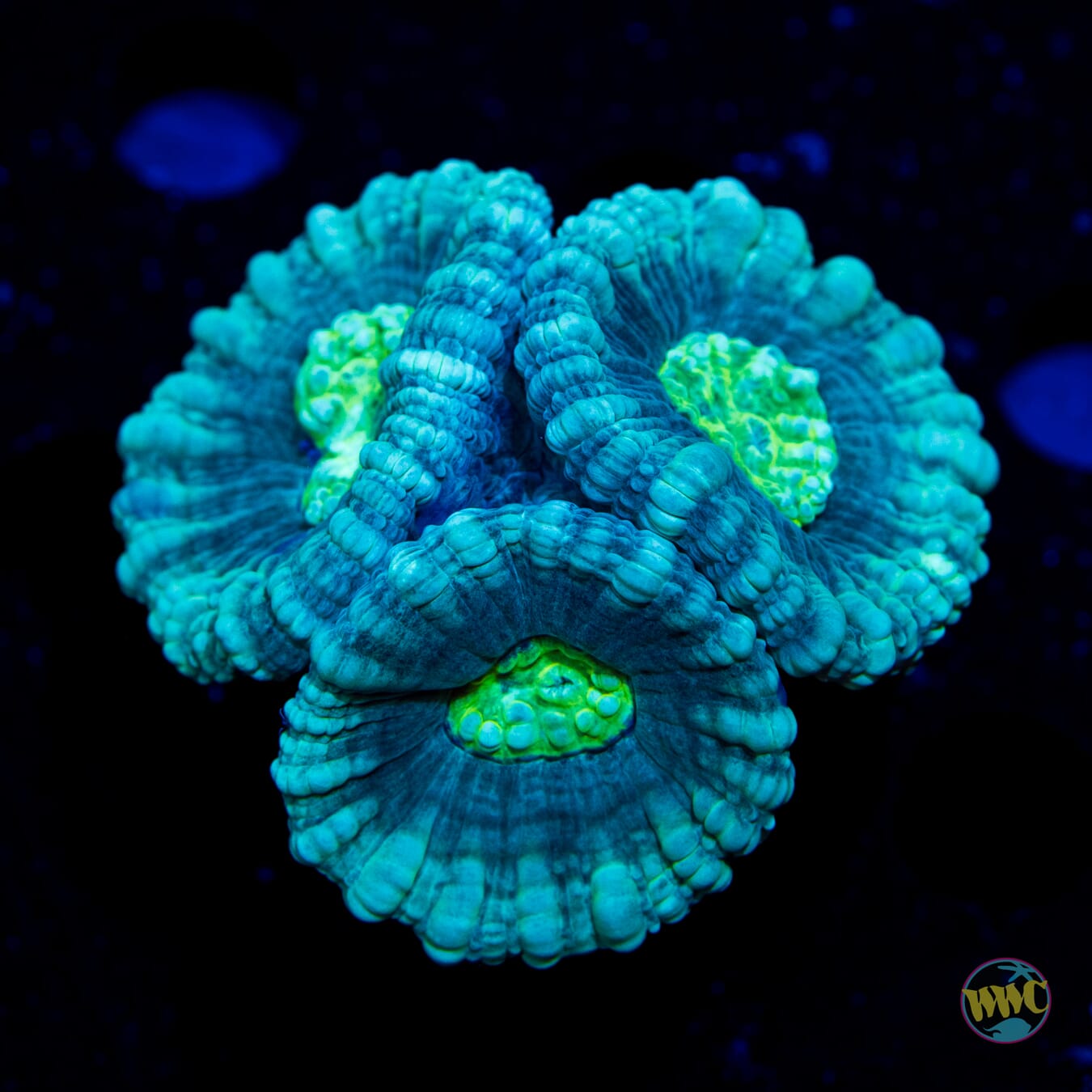 Emerald Eyes Candy Cane Coral - Daylight Photo