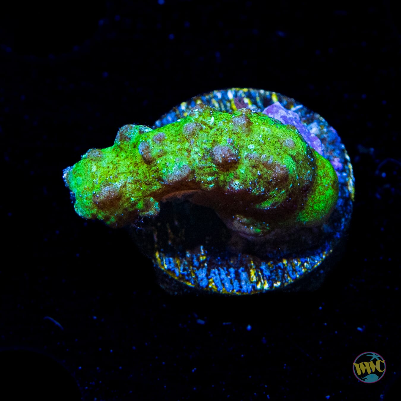 JDub Special Green Snake Polyps - Daylight Photo