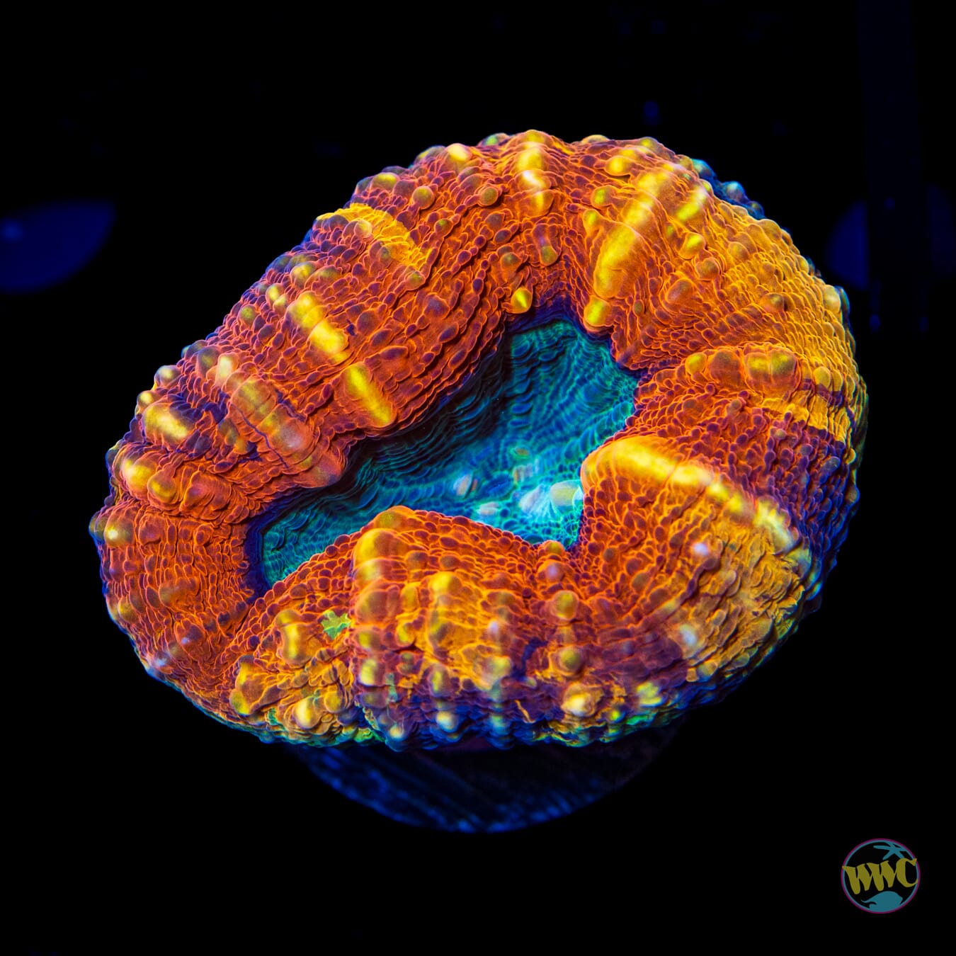 Lechonskers Little Lobophyllia - Daylight Photo