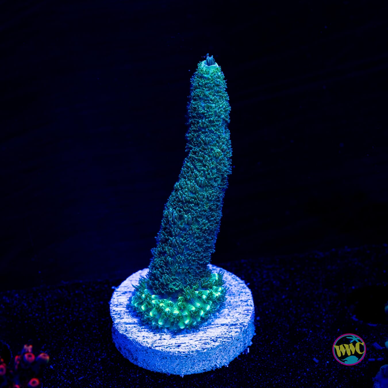 WWC Sloth Acropora - Actinic Photo