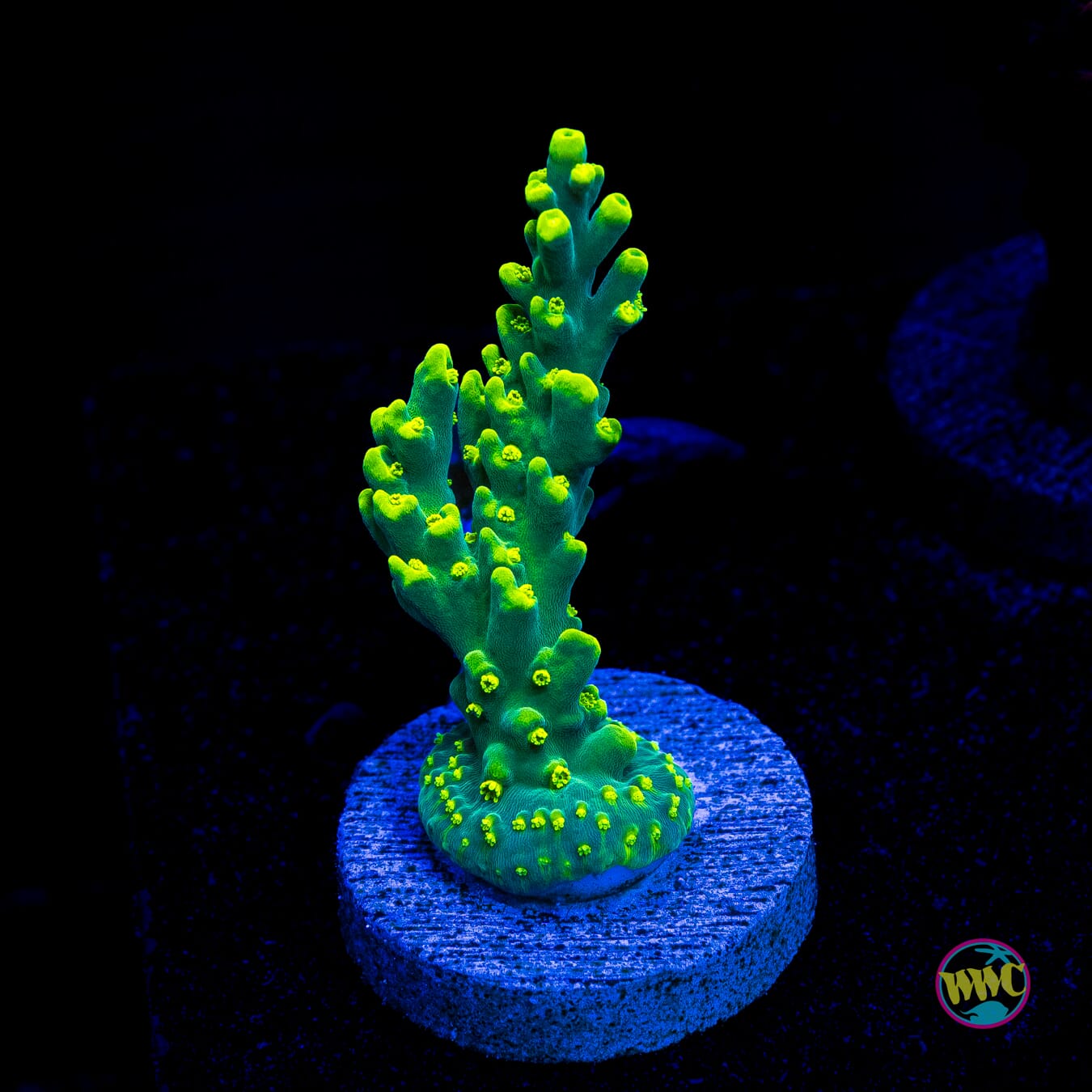 WWC Banana Peel Acropora - Actinic Photo