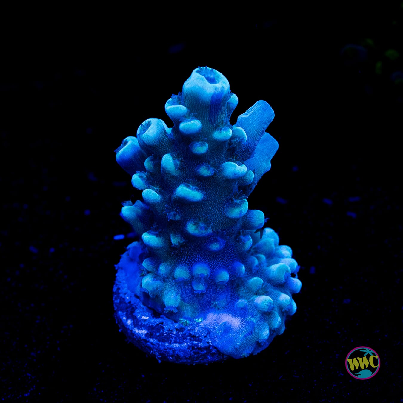 Oregon Tort Acropora - Actinic Photo