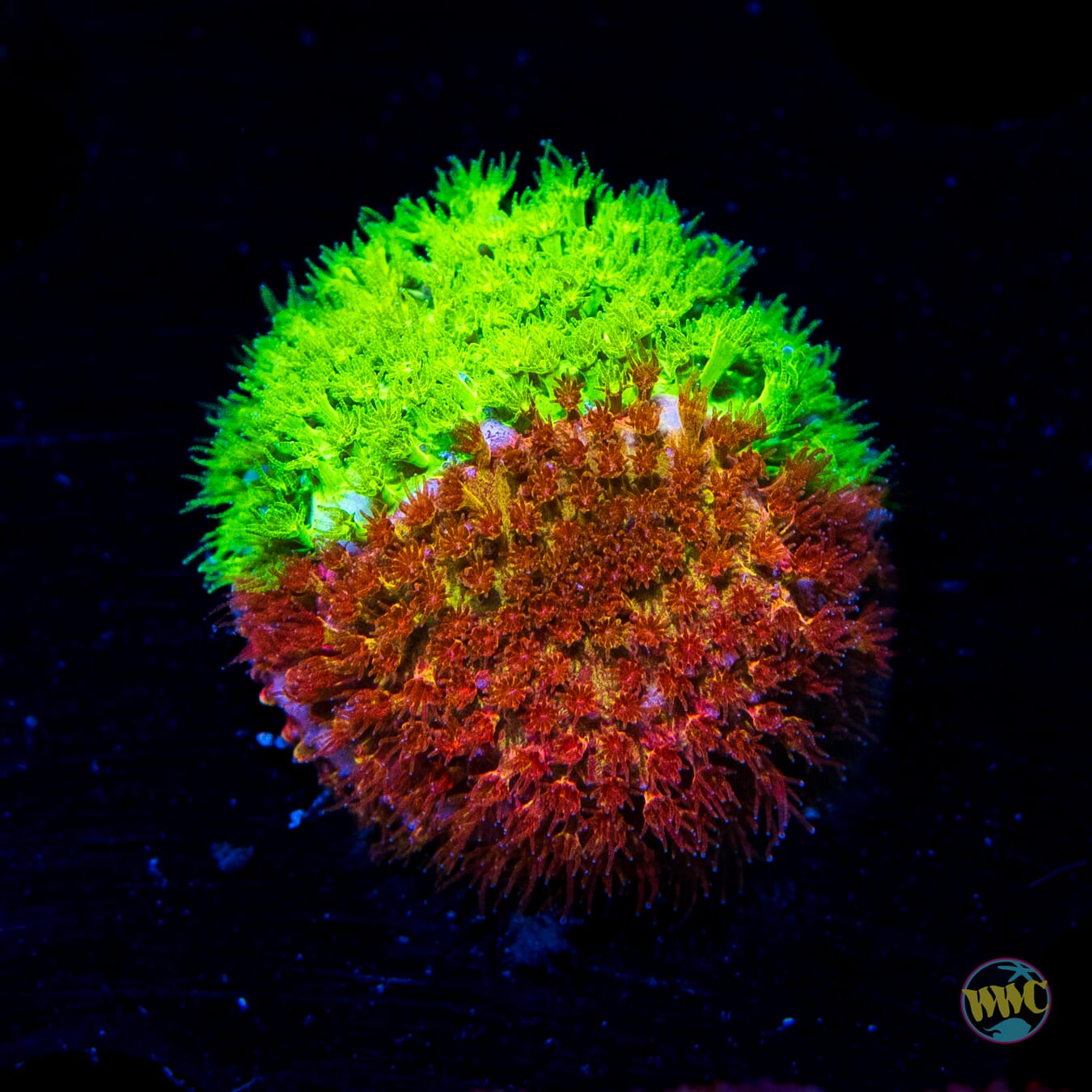 WWC Two-Face Stylocoeniella - Daylight Photo