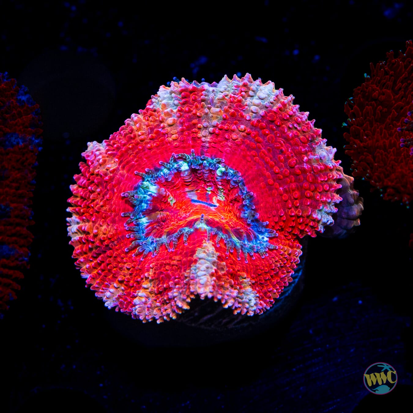 Cotton Candy Aussie Lord - Daylight Photo