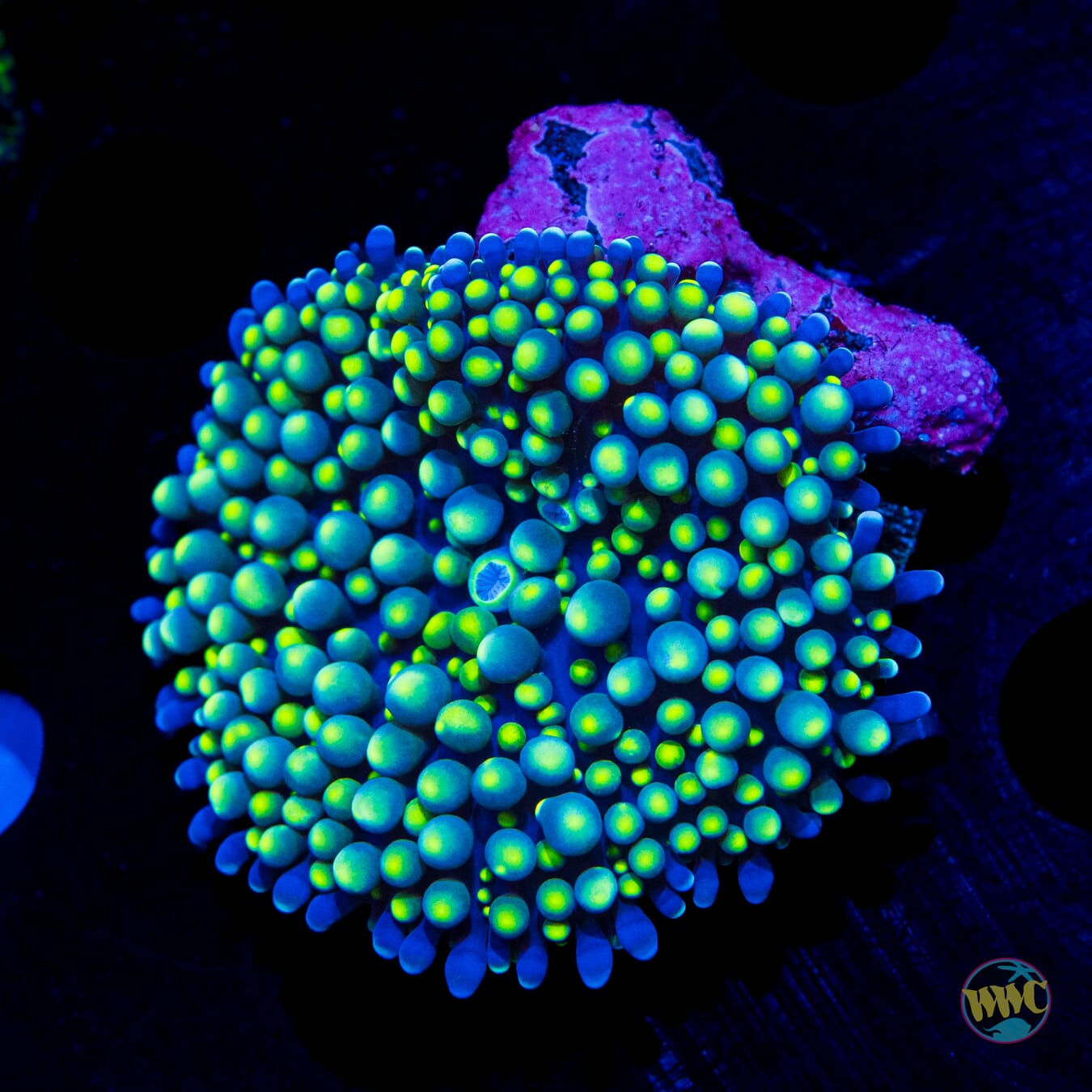 Lemon Haze Ricordea Mushroom - Daylight Photo