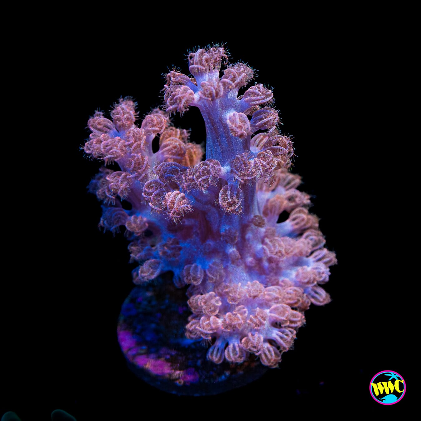 WWC Rainbow Sprinkles Cespitularia - Actinic Photo