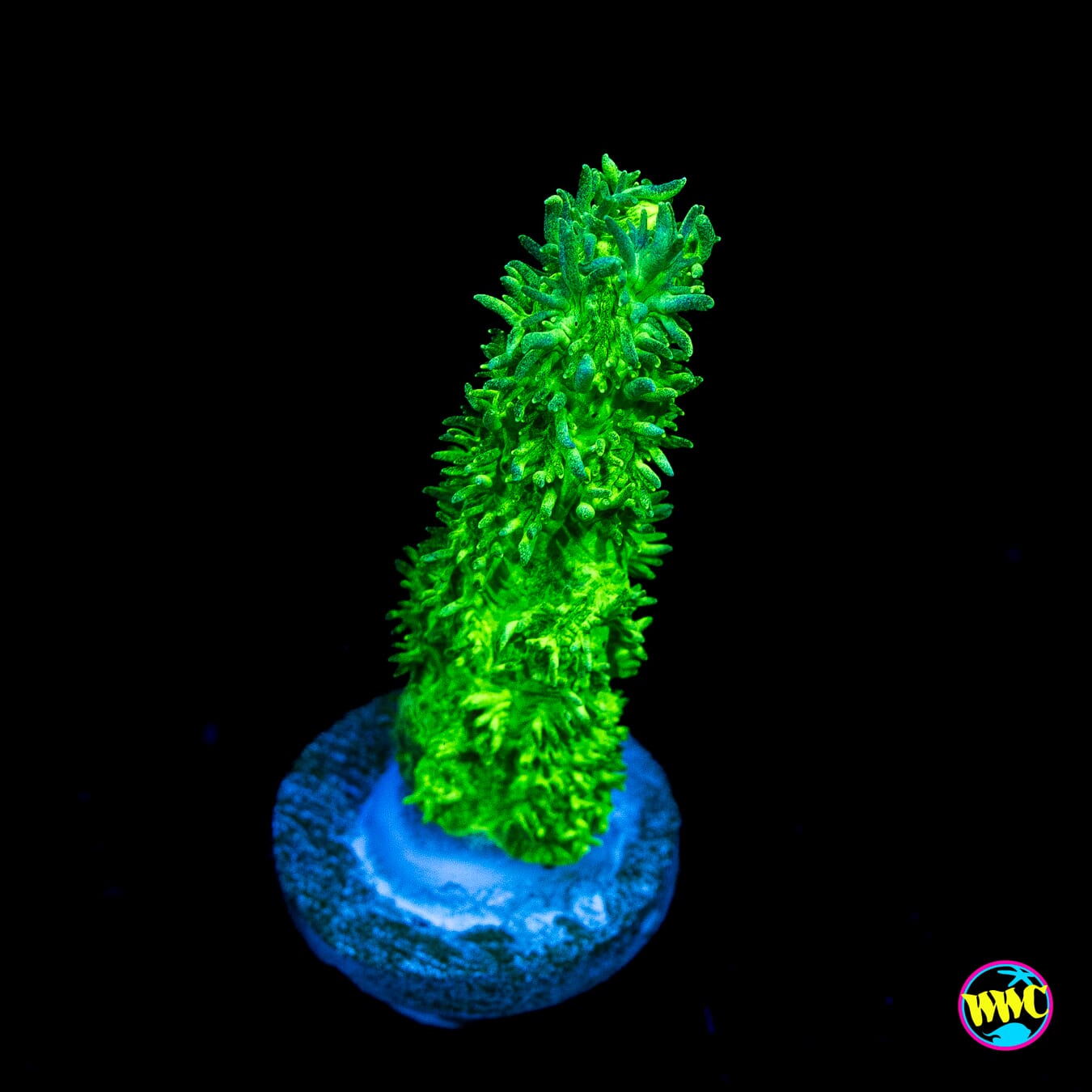 WWC Glowstick Branching Hydnophora - Actinic Photo