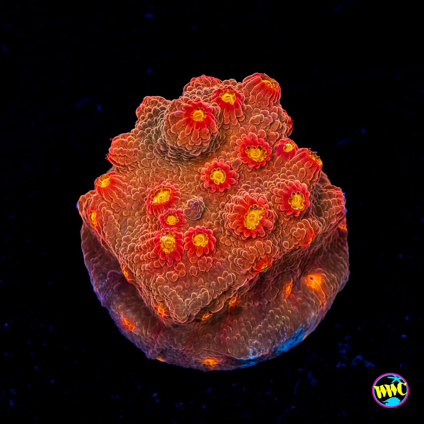 WWC Flicka Flame Cyphastrea - Actinic Photo