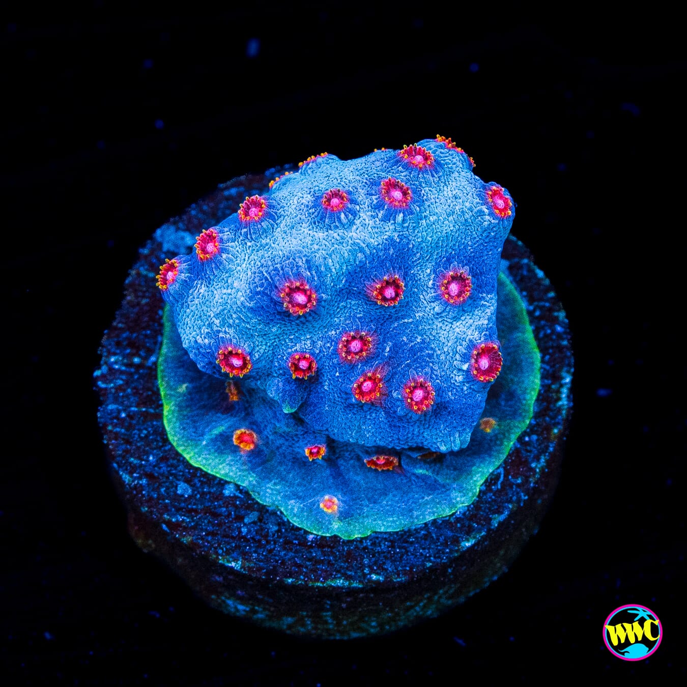 WWC Master Blaster Cyphastrea - Actinic Photo