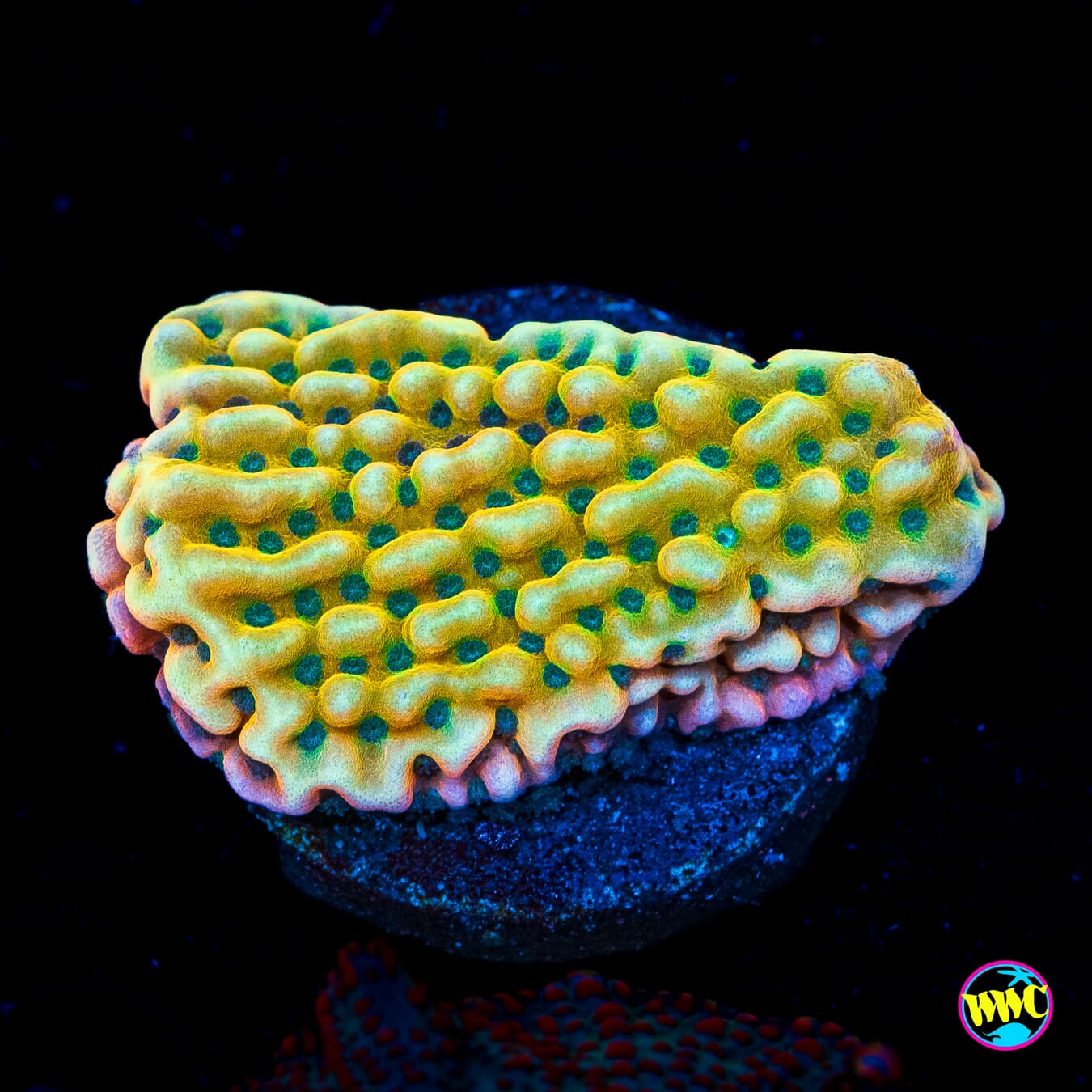 Jason Fox Beach Bum Montipora - Actinic Photo