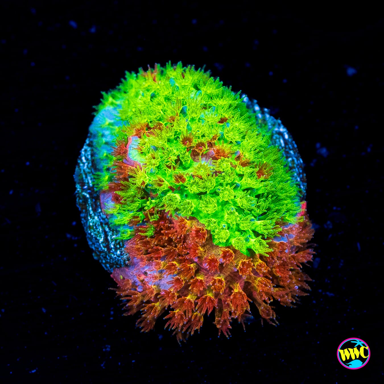 WWC Two Face Stylocoeniella - Actinic Photo