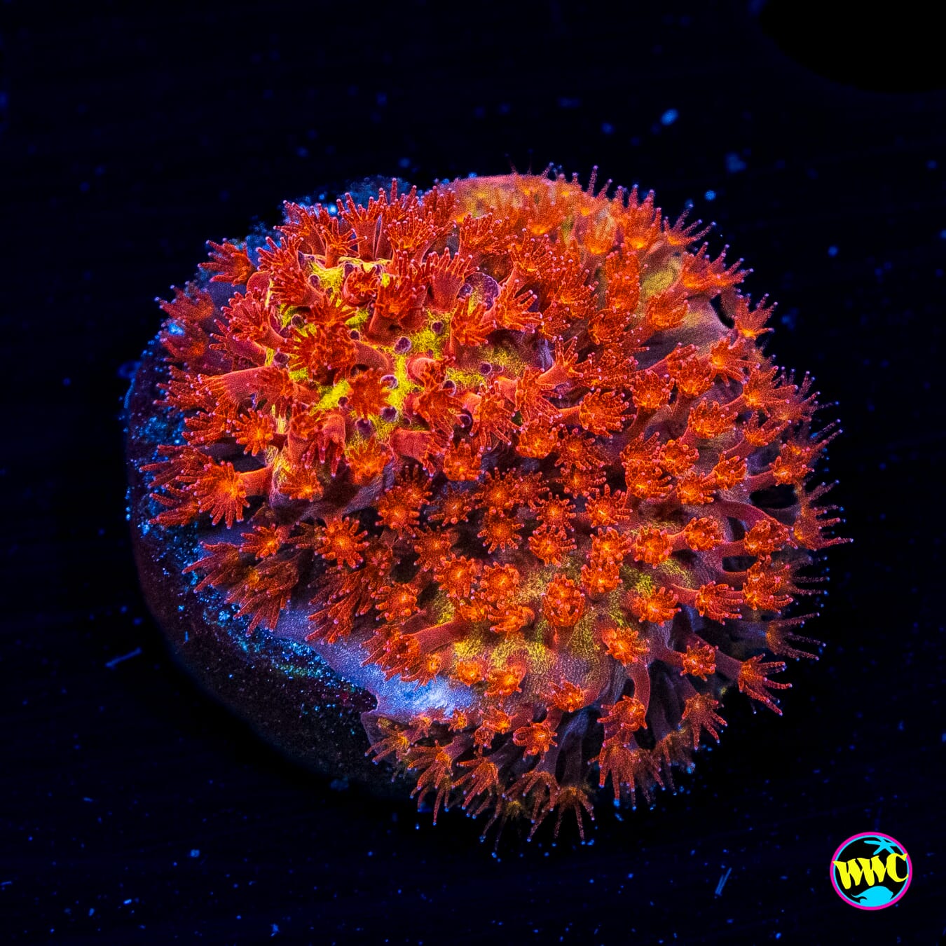 Jason Fox Burning Banana Stylocoeniella - Actinic Photo