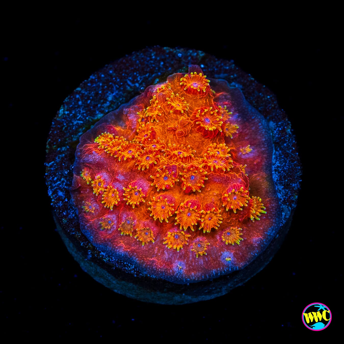 WWC Hi-Cee Cyphastrea - Actinic Photo