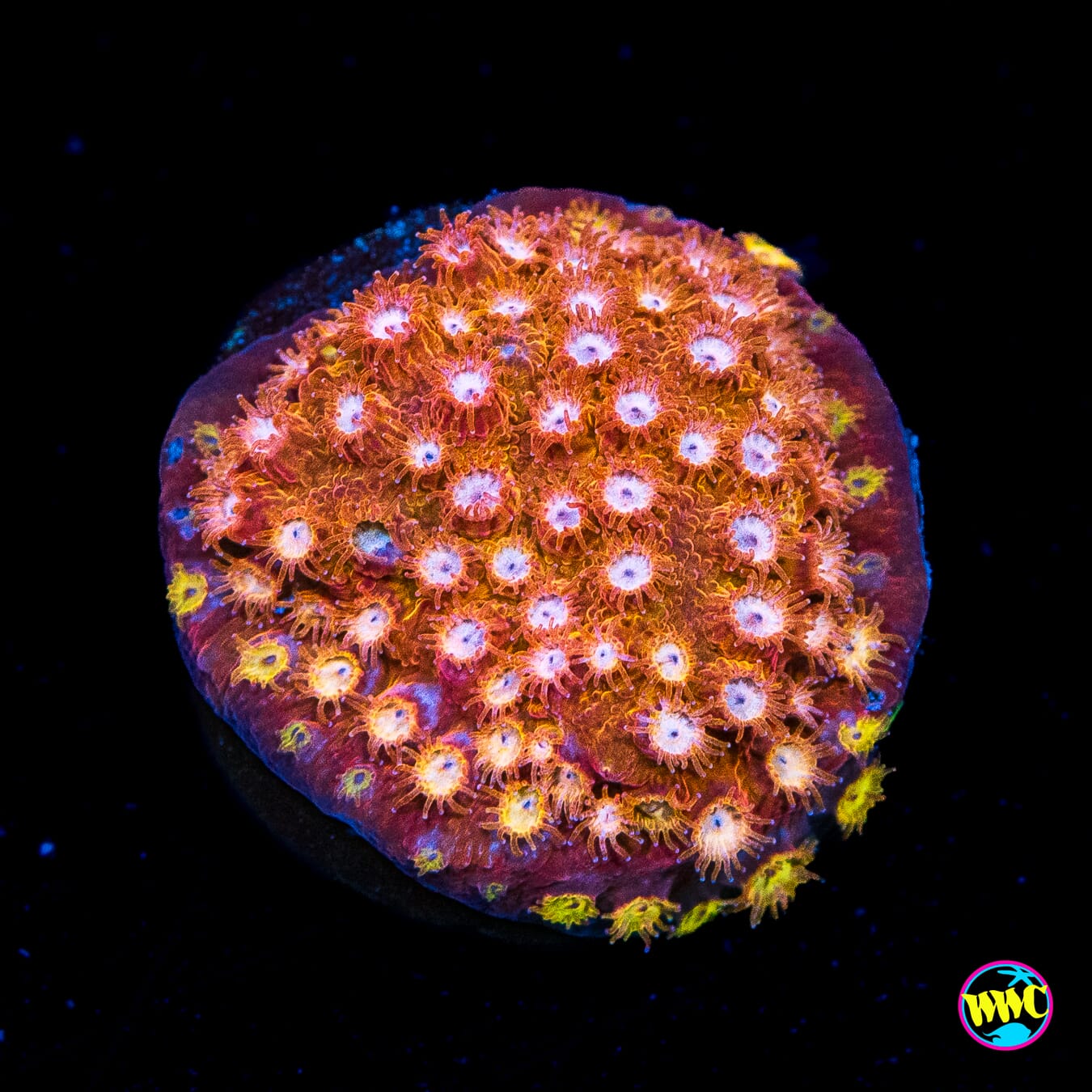 WWC Butterscotch Cyphastrea - Actinic Photo