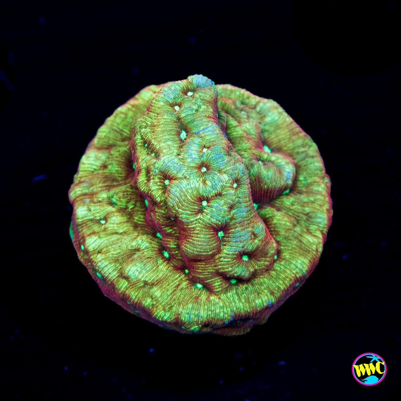 WWC Green Flash Leptoseris - Actinic Photo