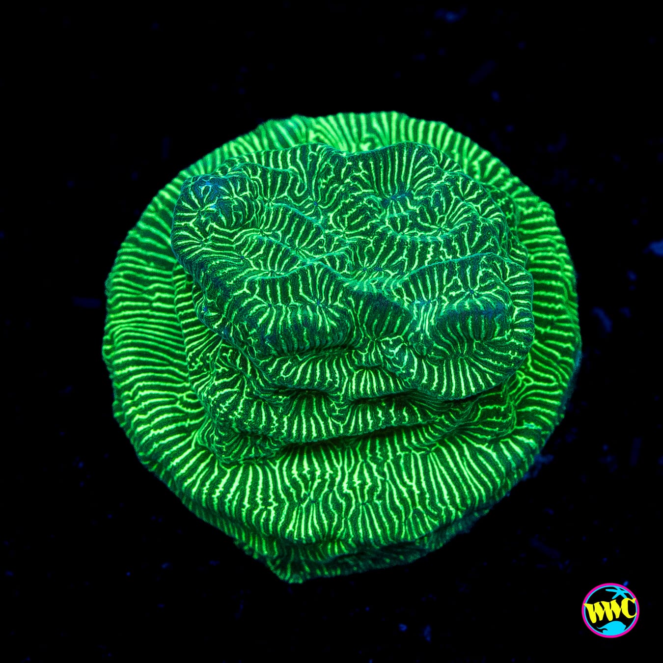 WWC Hulk Leptoseris - Actinic Photo