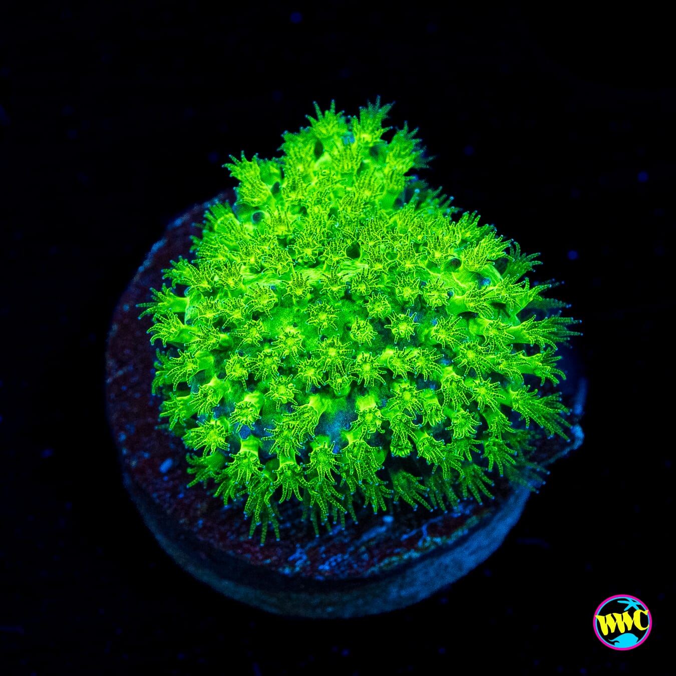 WWC Night Vision Stylocoeniella - Actinic Photo