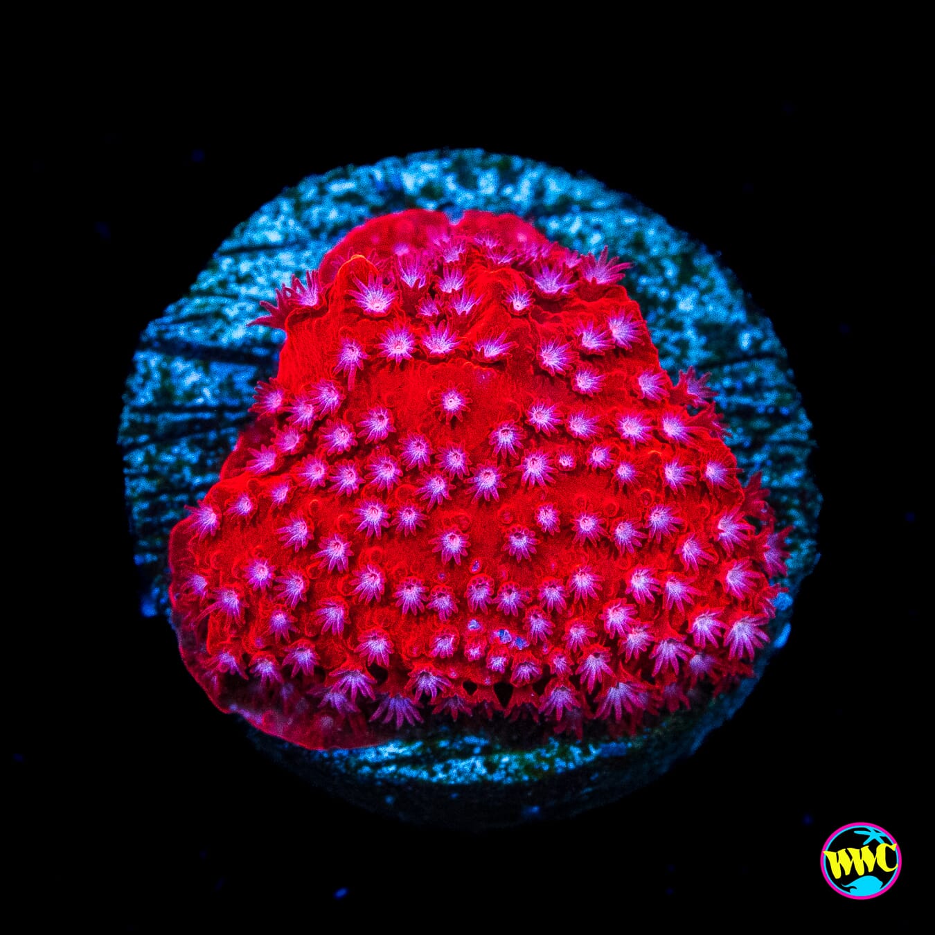 Jason Fox Scarlet Fever Stylocoeniella - Actinic Photo