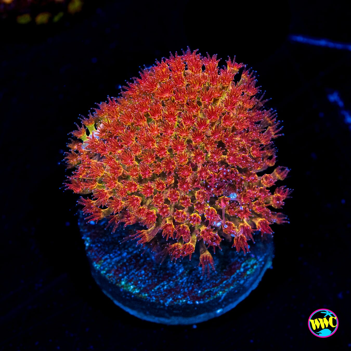 WWC Crimson Stylocoeniella - Actinic Photo
