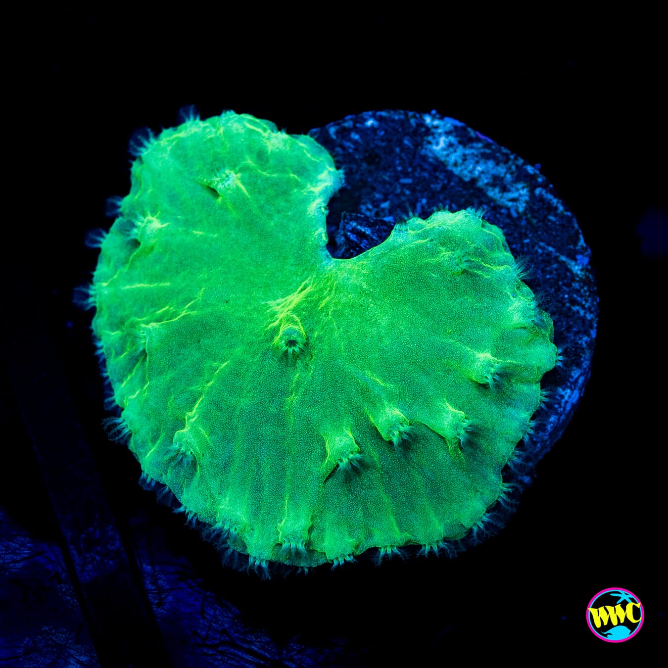 Green Cabbage Leather - Actinic Photo