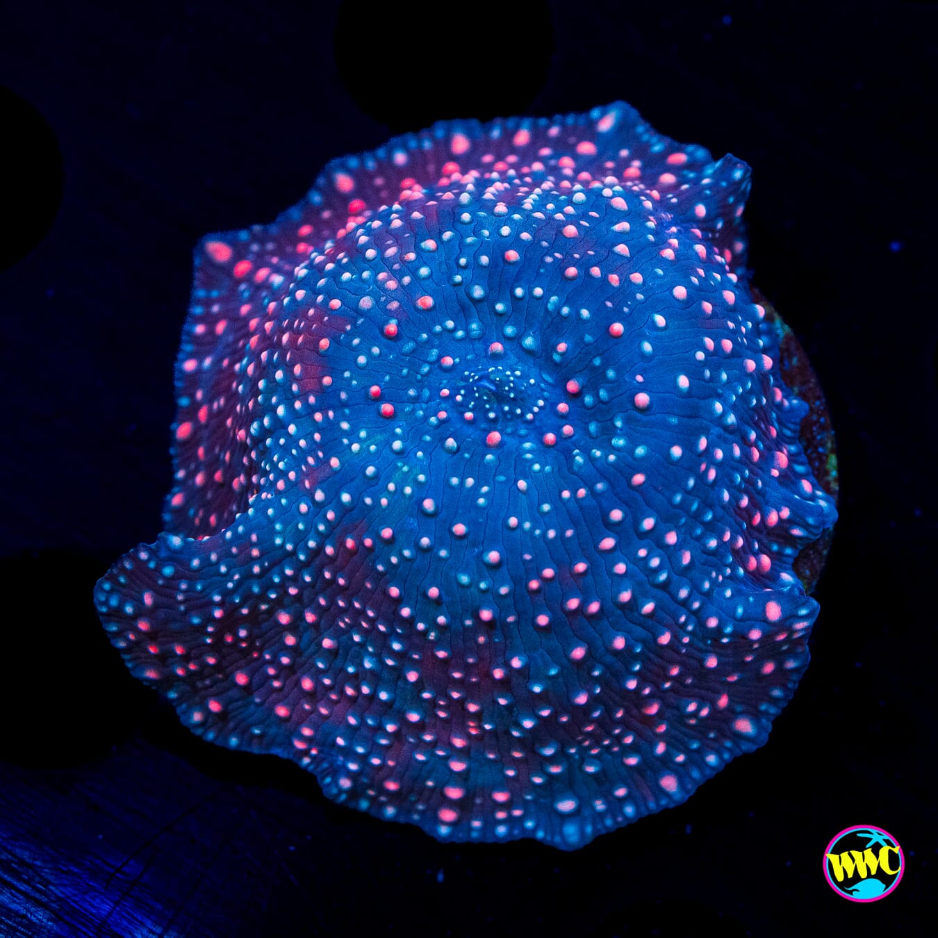 Nebula Disco Mushroom - Actinic Photo