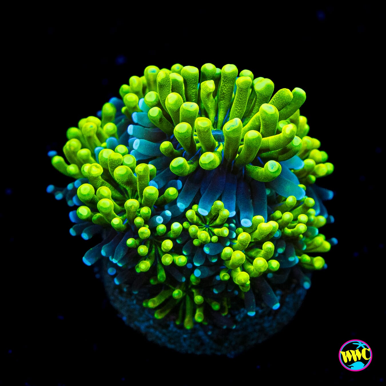 WWC Lemonade Galaxea - Actinic Photo