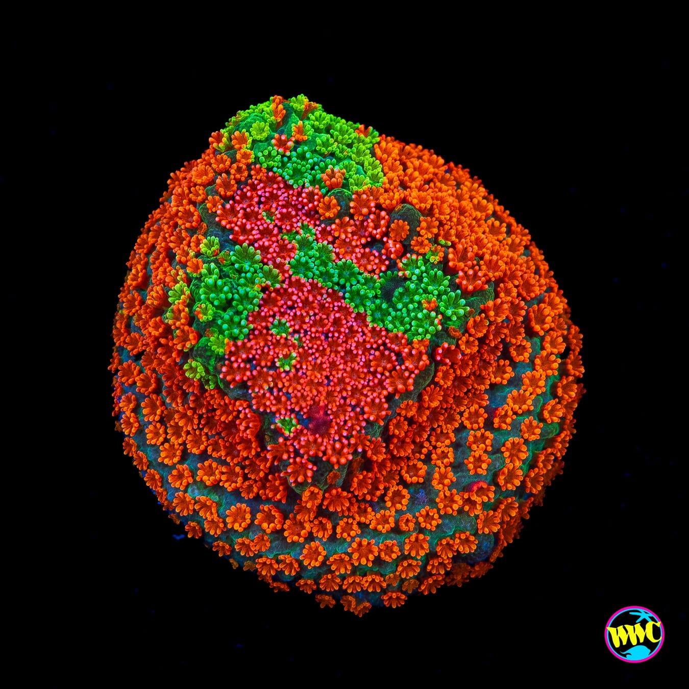Jason Fox Dizzy Spell Montipora - Actinic Photo