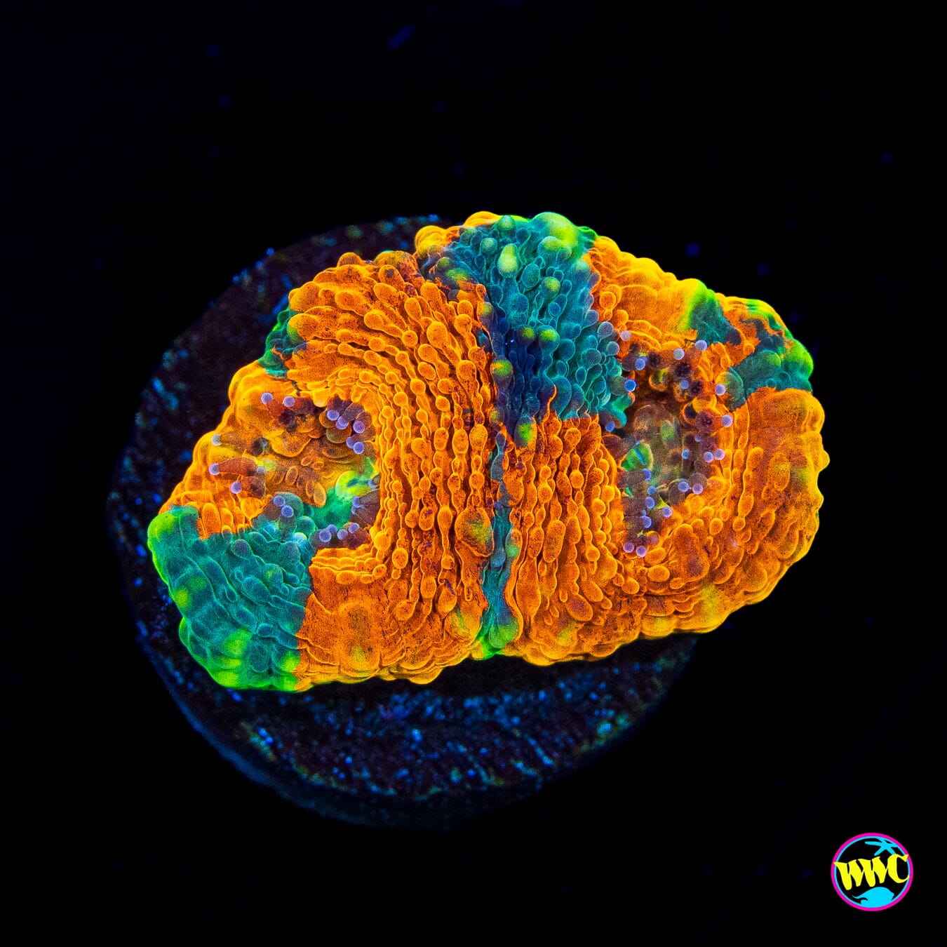 WWC Chemical Romance Echinata - Actinic Photo