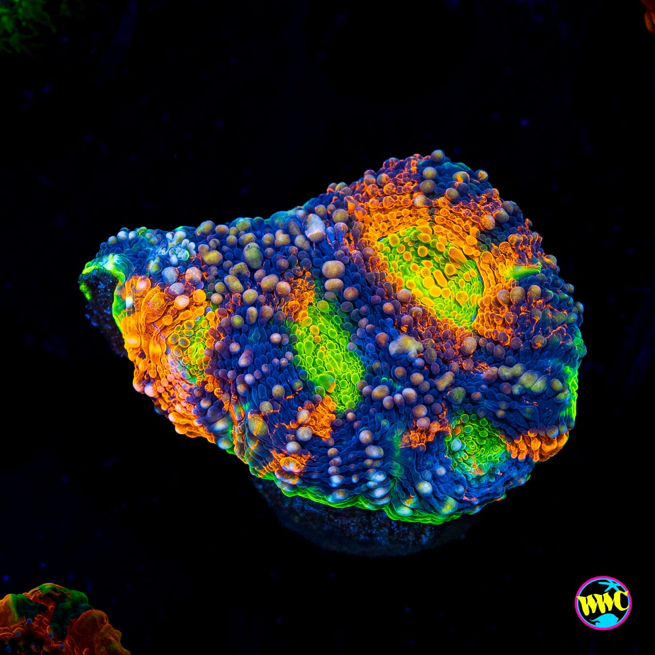 WWC Chemical Romance Echinata - Actinic Photo