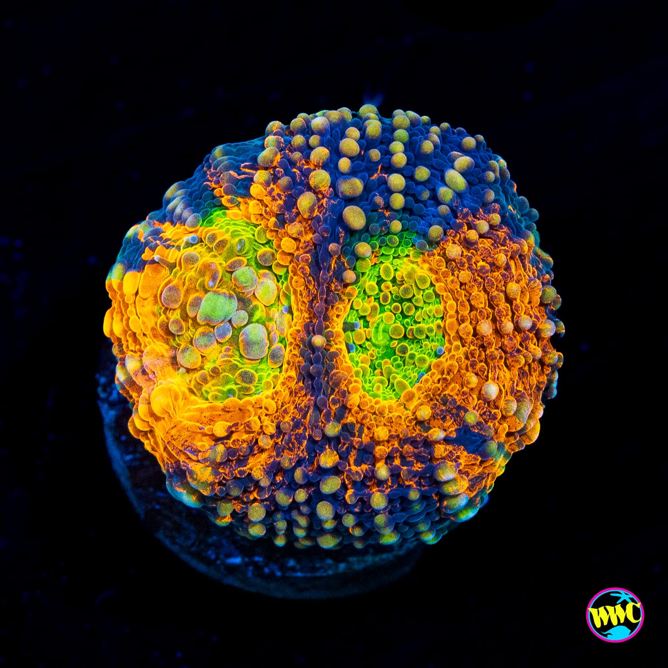 WWC Chemical Romance Echinata - Actinic Photo