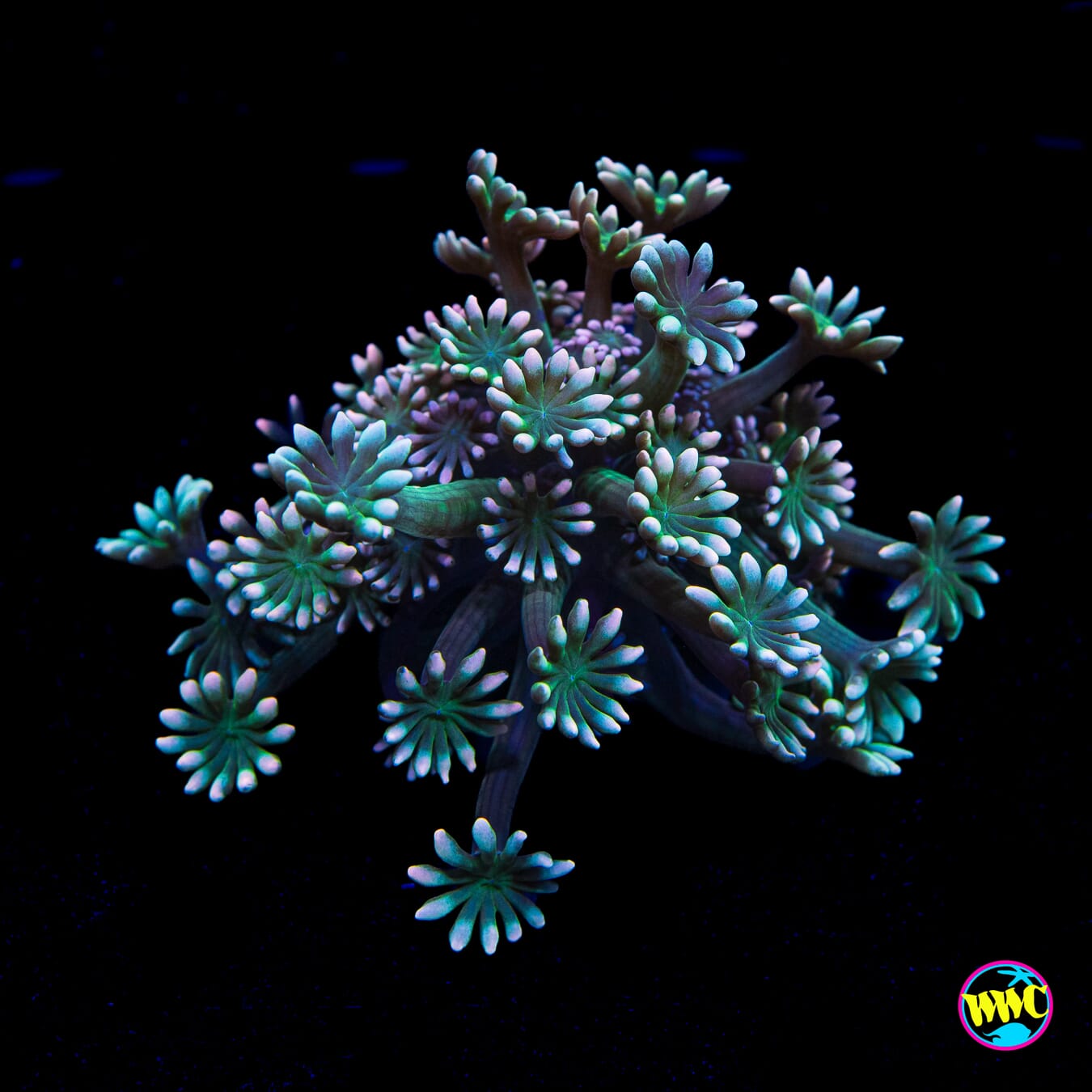 WWC Emerald Hologram Alveopora - Actinic Photo