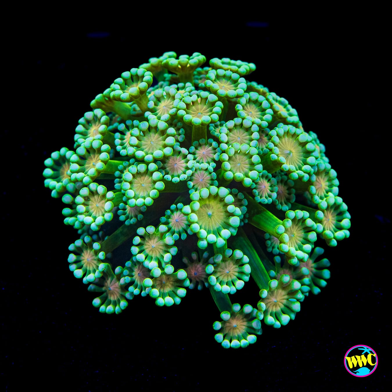 Irish Charm Alveopora - Actinic Photo