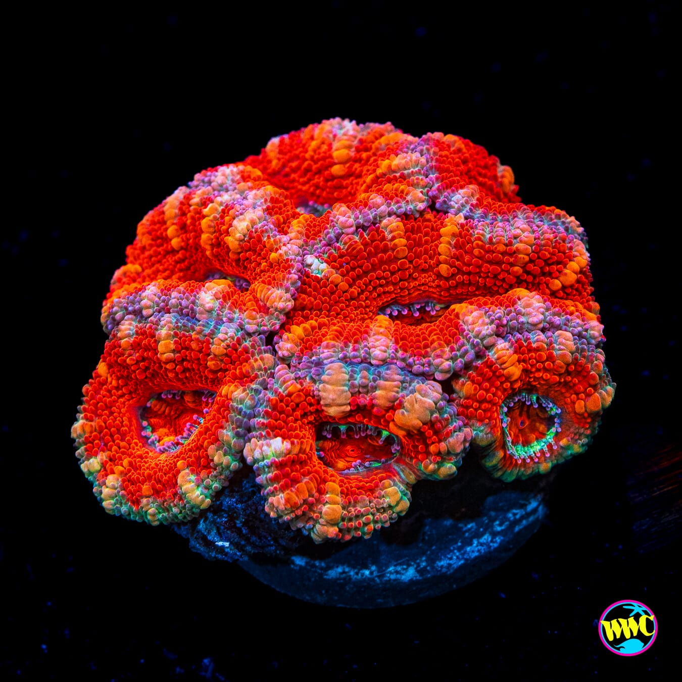 Lava Bomb Aussie Lord - Actinic Photo