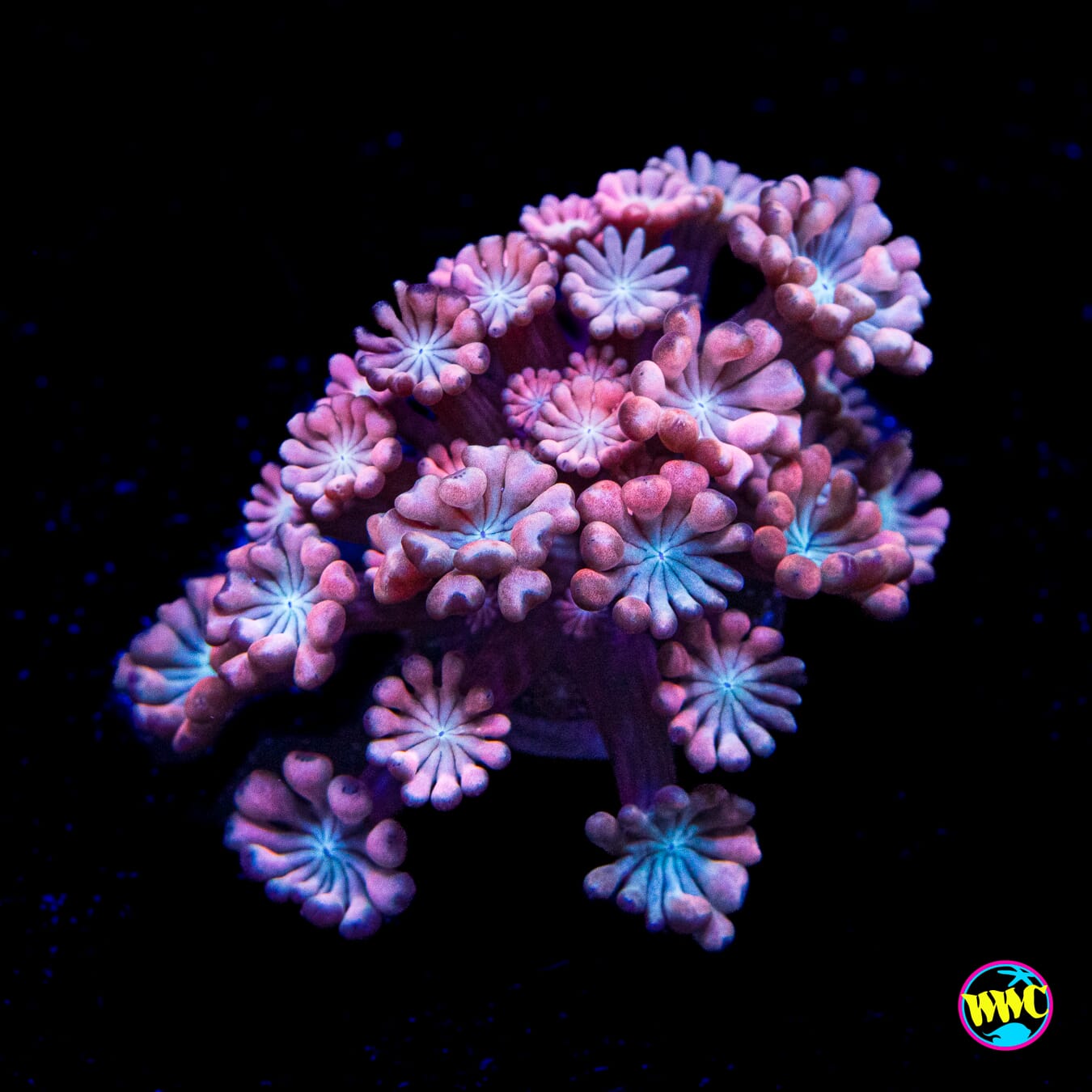WWC Rose Hologram Alveopora - Actinic Photo