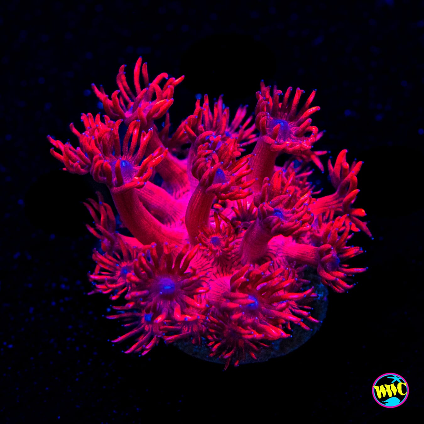 WWC Cherry Red Goniopora - Actinic Photo