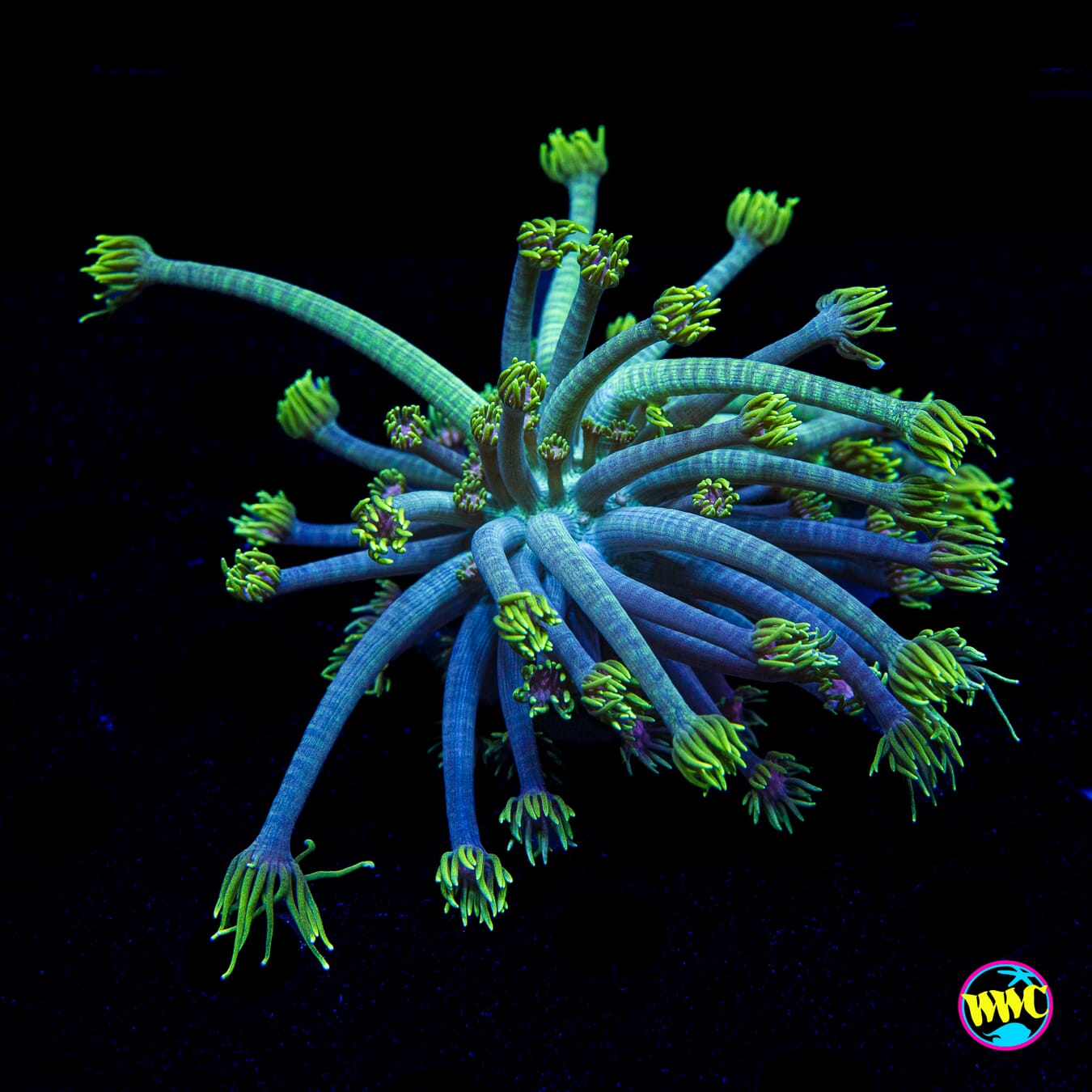 LG Guava Tree Goniopora - Actinic Photo